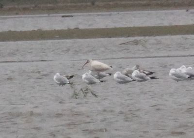 White Ibis
