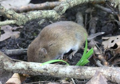 Woodland Vole