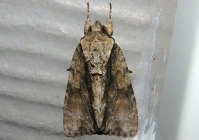 9219 - Acronicta connecta; Connected Dagger