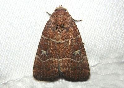 9684 - Elaphria grata; Grateful Midget