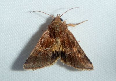 11127 - Schinia ultima; Flower Moth species