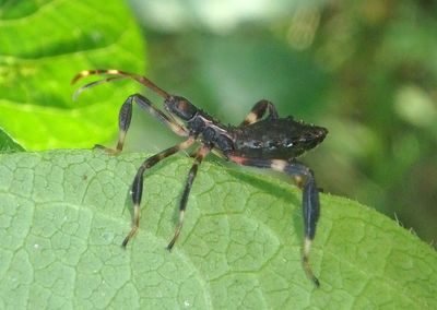 Acanthocephala terminalis; Leaf-footed Bug species nymph