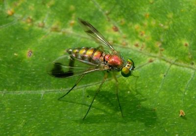 Condylostylus sipho complex; Long-legged Fly species