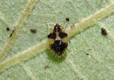 Corythucha arcuata; Oak Lace Bug nymph