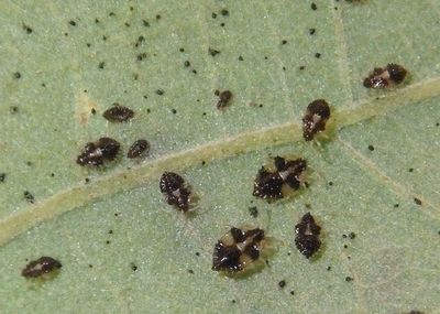 Corythucha arcuata; Oak Lace Bug nymphs