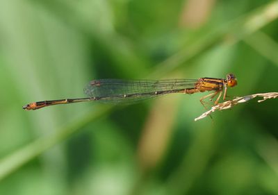 Enallagma signatum; Orange Bluet; male