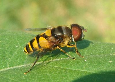 Eristalis transversa; Transverse Flower Fly; male