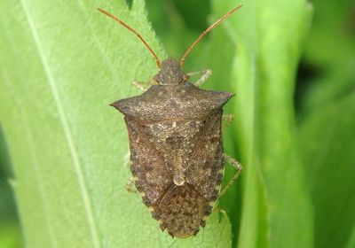 Euschistus tristigmus; Dusky Stink Bug
