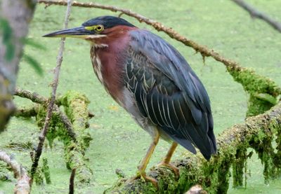 Green Heron