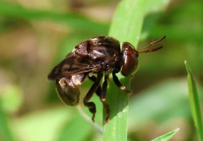 Microdon globosus; Syrphid Fly species