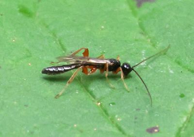 Odontocolon Ichneumon Wasp species; male