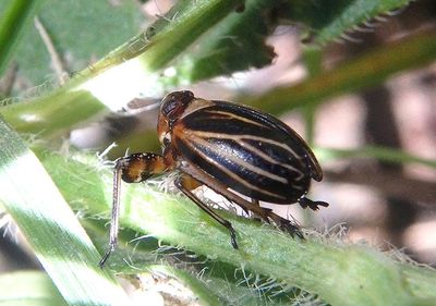 Phylloscelis atra; Black Leaf-Leg