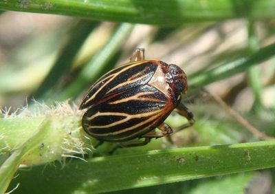Phylloscelis atra; Black Leaf-Leg