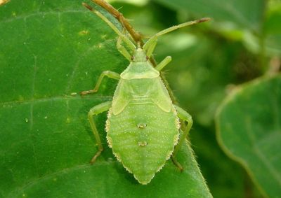 Piezogaster Leaf-footed Bug species nymph