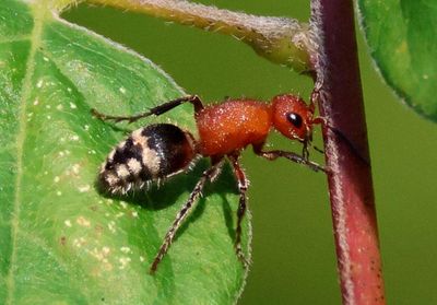 Timulla vagans; Velvet Ant species; female