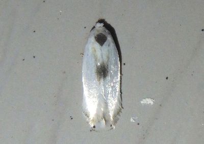 0119 - Pseudopostega cretea; Pygmy Leafmining Moth species