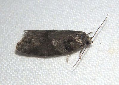 3573 - Decodes basiplagana; Tortricid Moth species