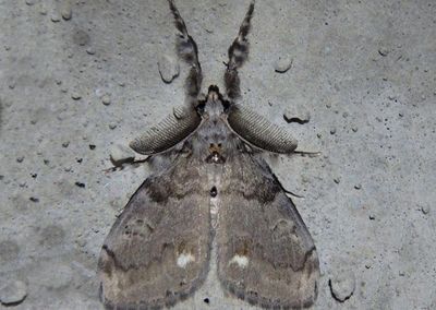 8316 - Orgyia leucostigma; White-marked Tussock Moth; male