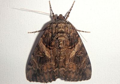 8771 - Catocala piatrix; The Penitent Underwing