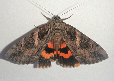 8771 - Catocala piatrix; The Penitent Underwing