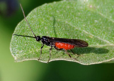 Atanycolus Braconid Wasp species; male