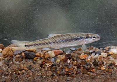 Bigmouth Shiner