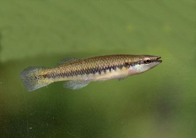 Blackstripe Topminnow
