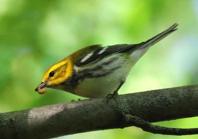 Black-throated Green Warbler