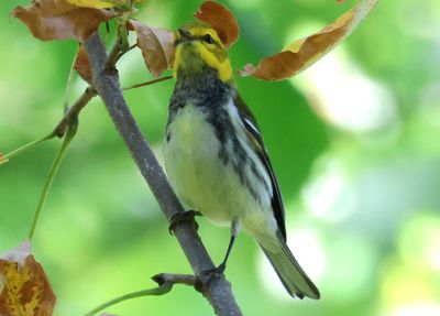 Black-throated Green Warbler