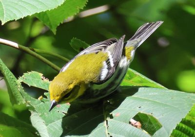Black-throated Green Warbler