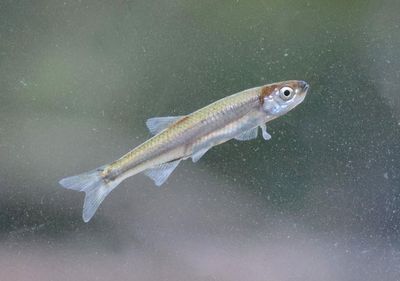 Carmine Shiner 