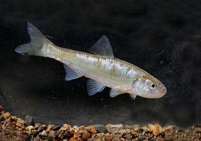 Common Shiner