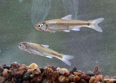 Common Shiners