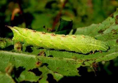 7885 - Darapsa myron; Virginia Creeper Sphinx caterpillar; fourth instar