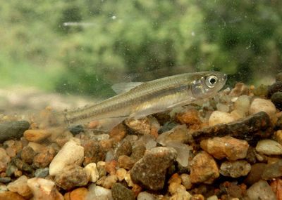 Emerald Shiner