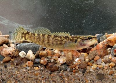 Fantail Darter 