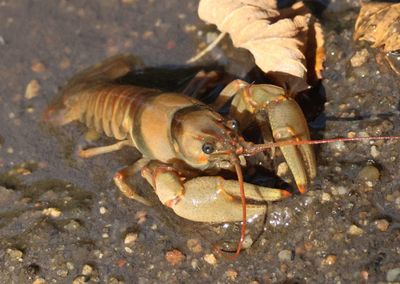 Faxonius luteus; Golden Crayfish