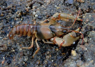 Faxonius luteus; Golden Crayfish