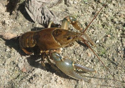 Faxonius virilis; Virile Crayfish