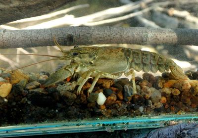 Faxonius virilis; Virile Crayfish