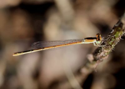 Ischnura hastata; Citrine Forktail; immature female