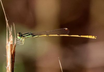 Ischnura hastata; Citrine Forktail; male
