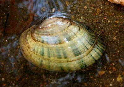 Lampsilis cardium; Plain Pocketbook