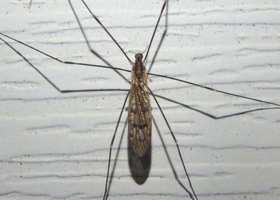 Limonia indigena; Limoniid Crane Fly species