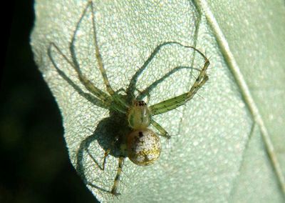 Mangora maculata; Orbweaver species