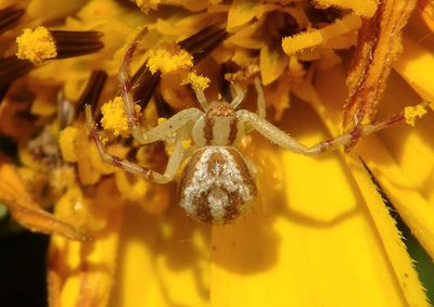 Mecaphesa asperata; Northern Crab Spider