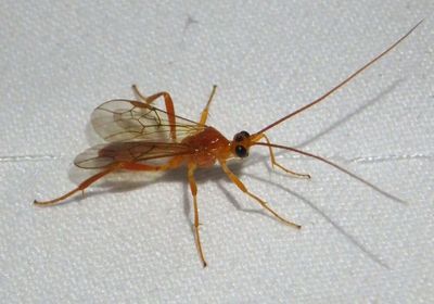 Homolobus Braconid Wasp species