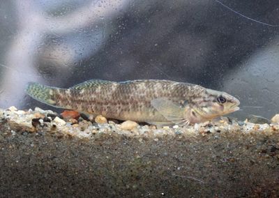 Rainbow Darter; female 