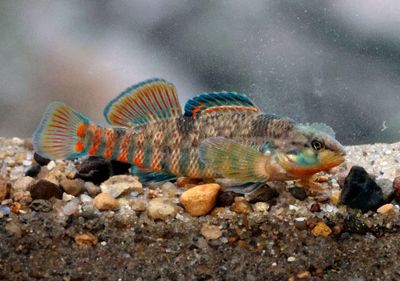 Iowa Fish