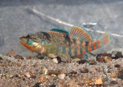 Rainbow Darter; male 